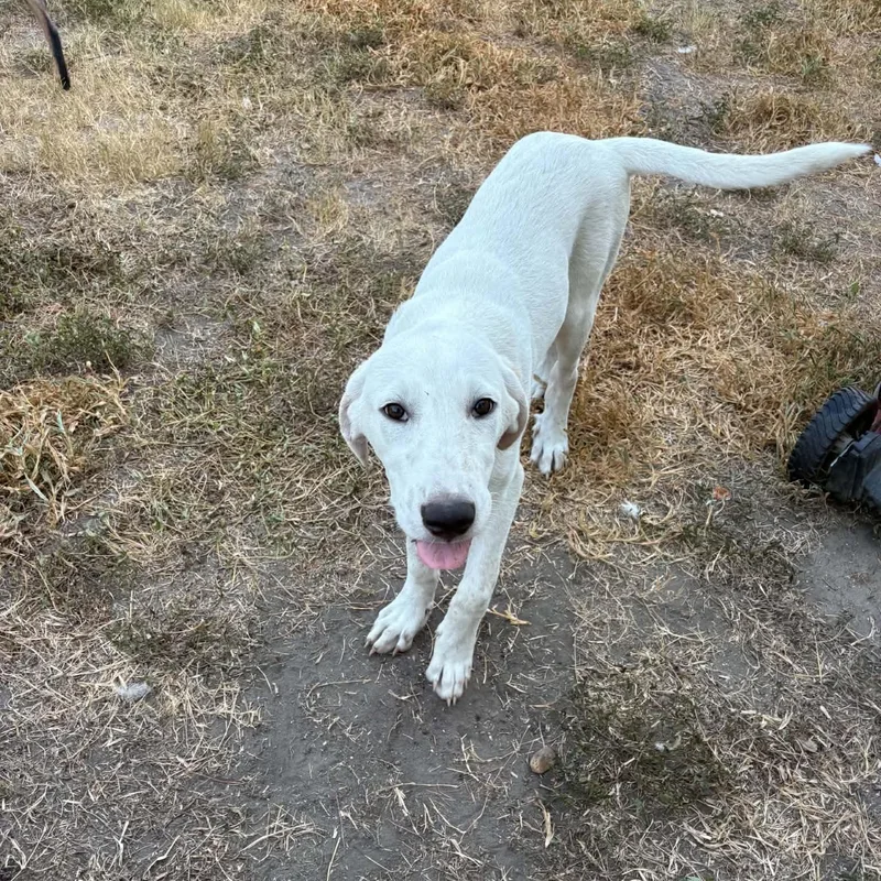 Buddy