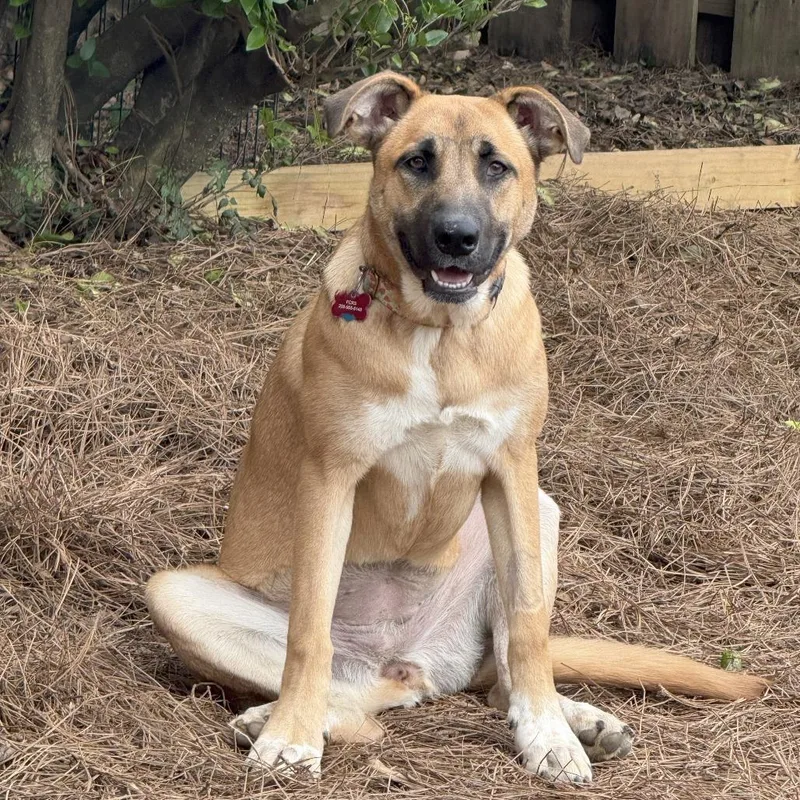An adult medium-sized female Red / Chestnut / Orange Shepherd dog named Hedy for adoption in Bessemer, AL