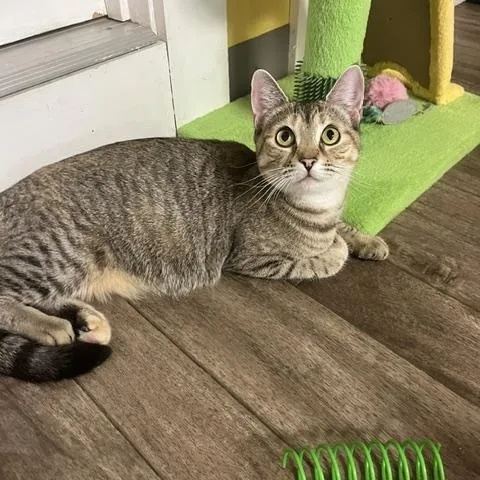 A young medium-sized female Tabby (Tiger Striped) Domestic Short Hair cat named Virginia for adoption in Rochester, MA