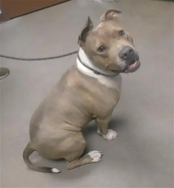 An adult large-sized female Pit Bull Terrier dog named Marley for adoption in Phoenix, AZ