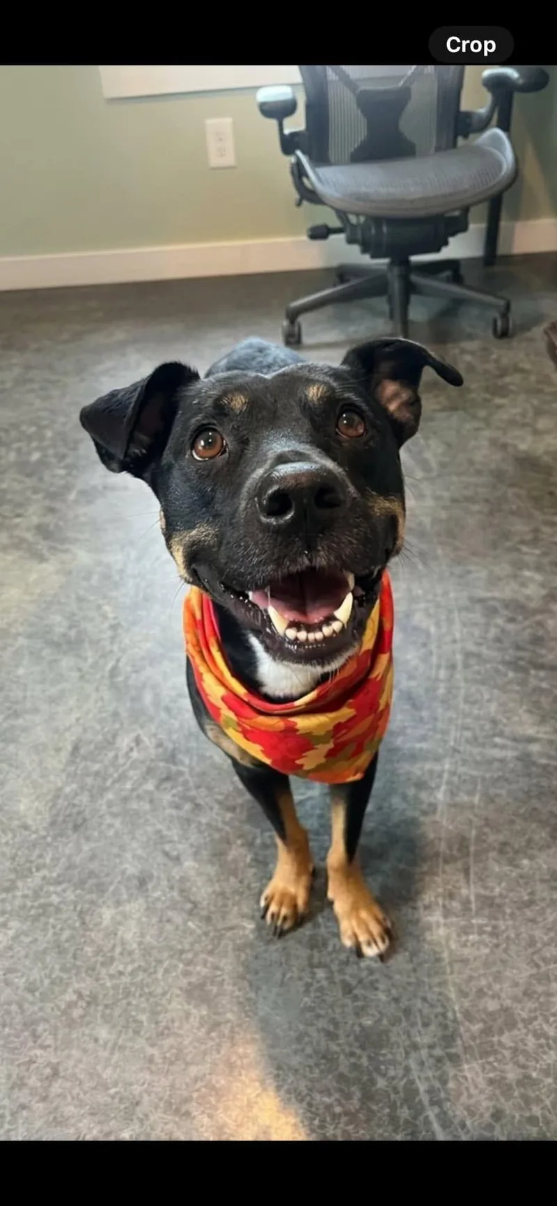 A young medium-sized female Mixed Breed dog named Baby Girl for adoption in Harrodsburg, KY