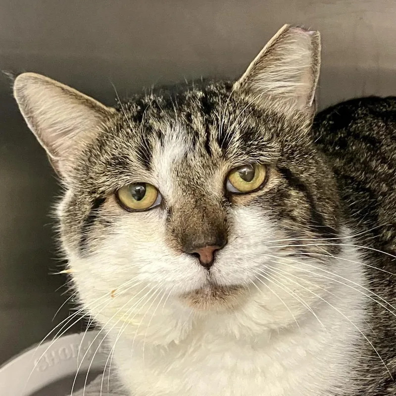 An adult large-sized male Brown / Chocolate Domestic Short Hair cat named Zen for adoption in Port Charlotte, FL