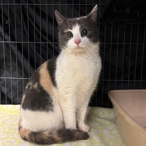 A young medium-sized female Calico Domestic Short Hair cat named Snow White for adoption in Mooresville, NC
