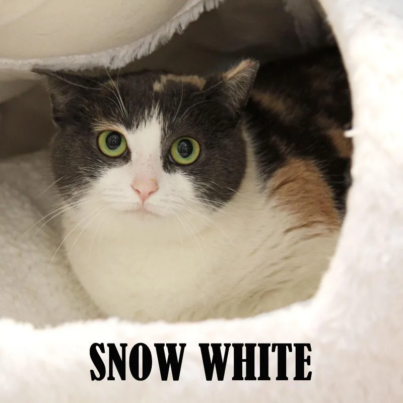 Snow White thumbnail 2