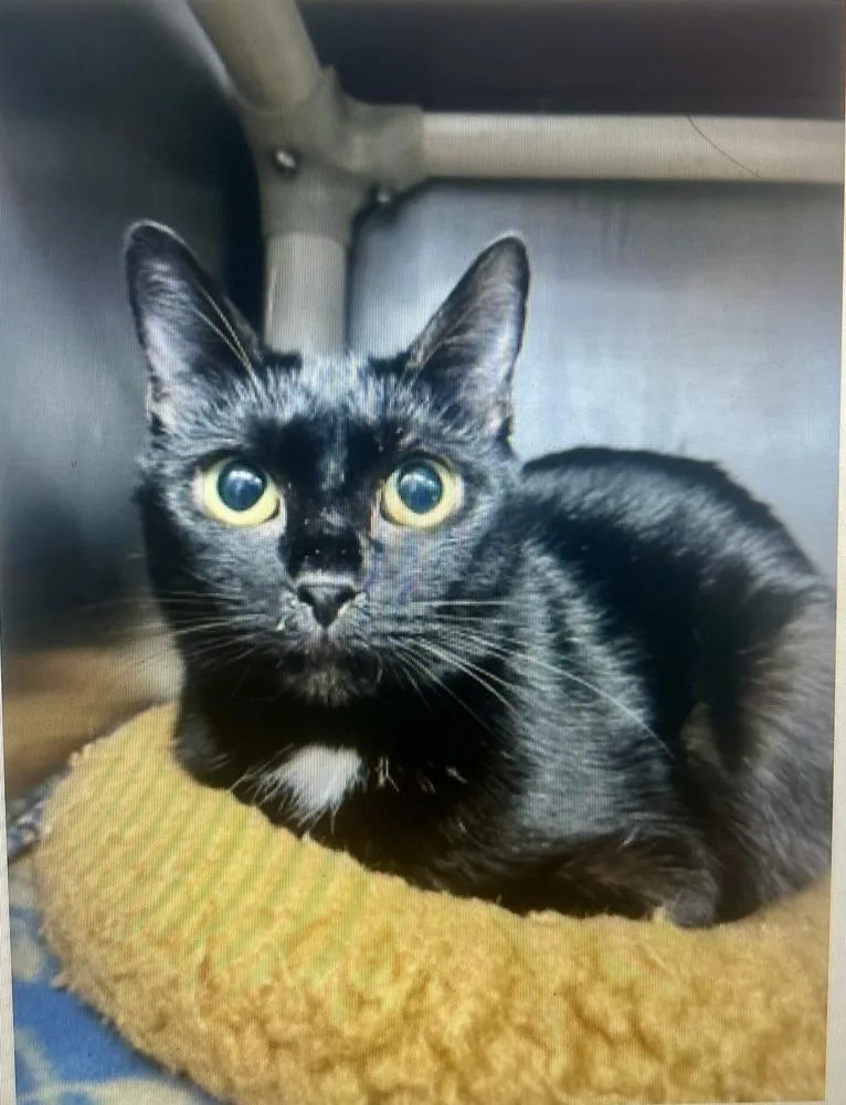 An adult medium-sized female Black & White / Tuxedo Domestic Short Hair cat named Pudge for adoption in Emerald Isle, NC