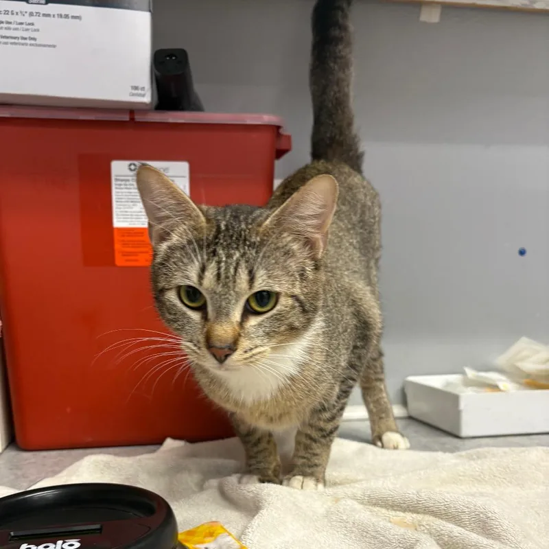 An adult medium-sized female Brown / Chocolate Domestic Short Hair cat named Loki for adoption in Spokane, WA