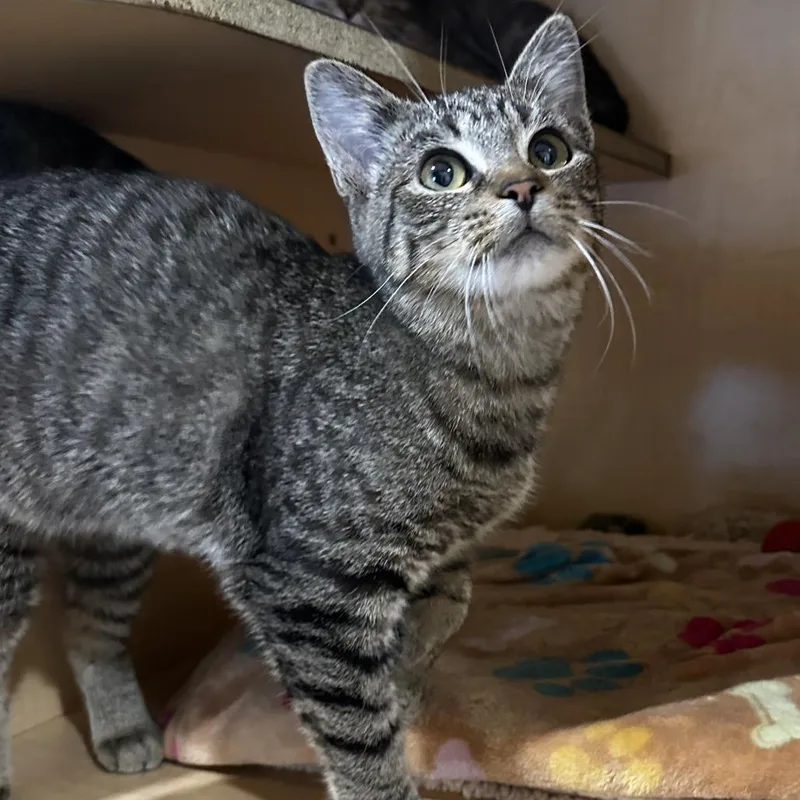 A young small-sized female Brown / Chocolate Domestic Short Hair cat named Samoas for adoption in Washington Township, OH