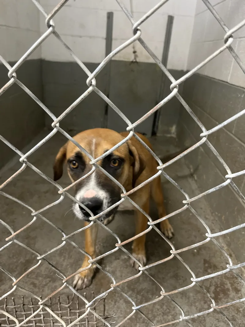 Tamarind thumbnail 2