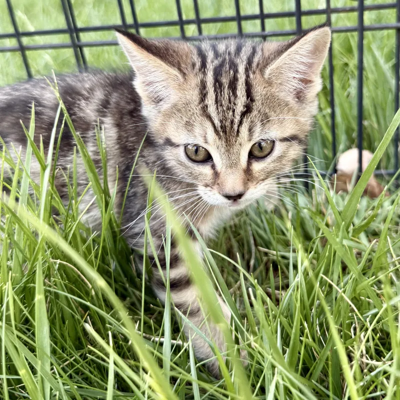 A baby medium-sized female Tabby (Gray / Blue / Silver) Domestic Short Hair cat named Honey for adoption in Fort Collins, CO