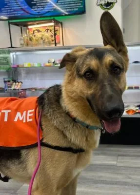 A young large-sized male Tricolor (Brown, Black, & White) Shepherd dog named Archie for adoption in Santa Paula, CA