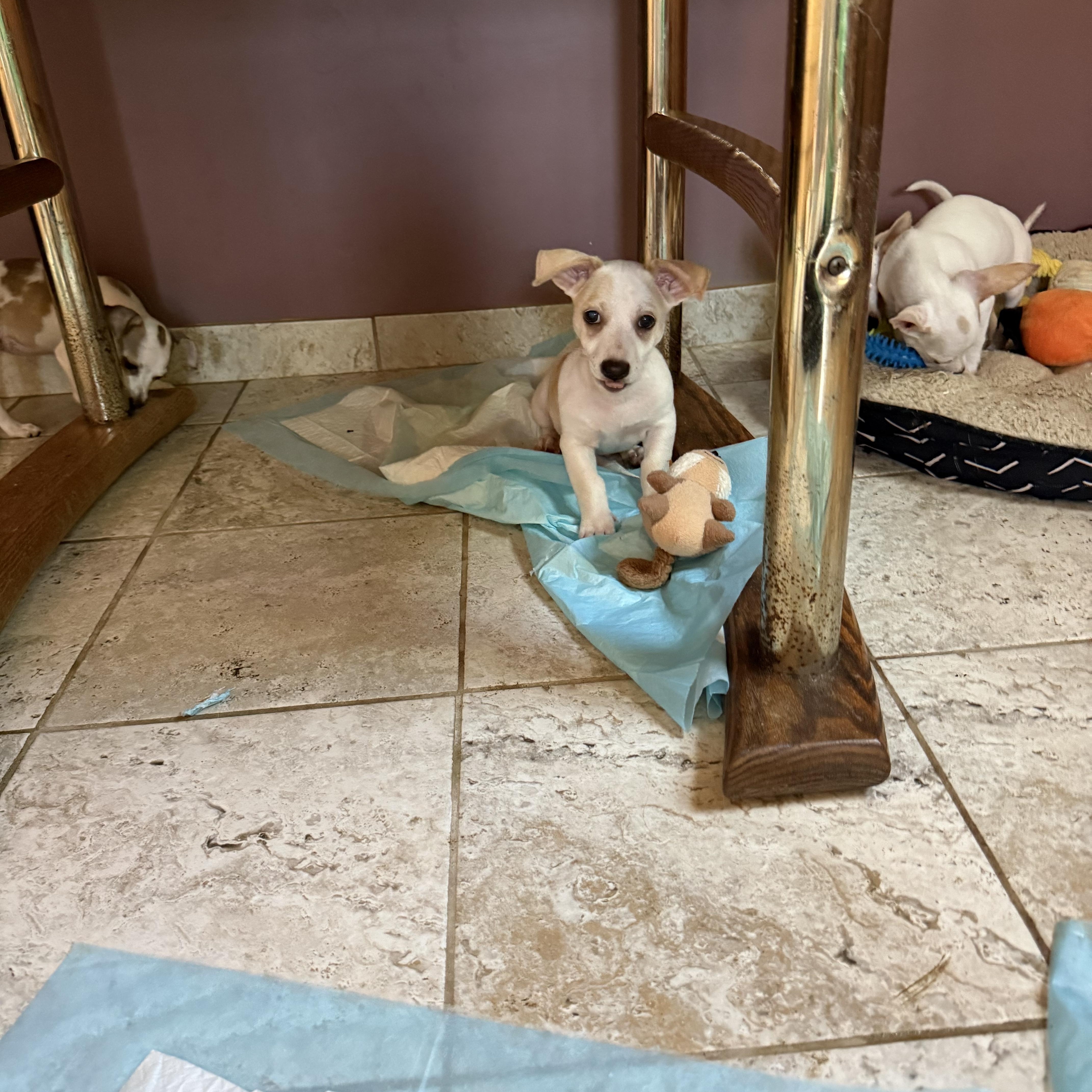 A baby small-sized female White / Cream Chihuahua dog named Juneberry for adoption in Kentwood, MI