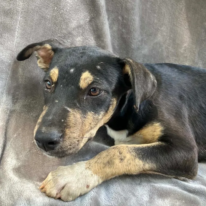 A baby small-sized female Black Mixed Breed dog named Puppy A for adoption in Pulaski, TN