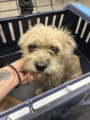 An adult small-sized male Terrier dog named Barkoby for adoption in Fresno, CA