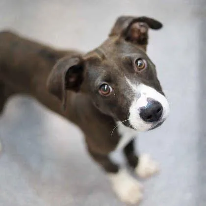 A baby small-sized male Black Labrador Retriever dog named Kermit for adoption in Atlanta, GA
