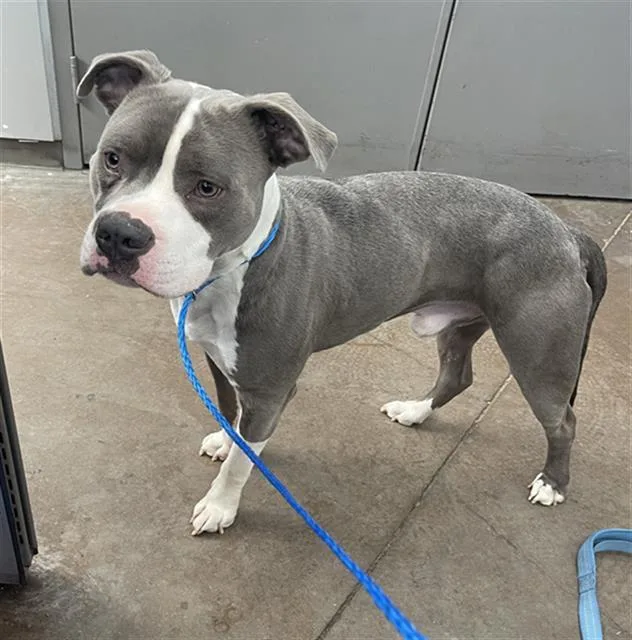 An adult large-sized male Mixed Breed dog named Dallas for adoption in Dallas, TX