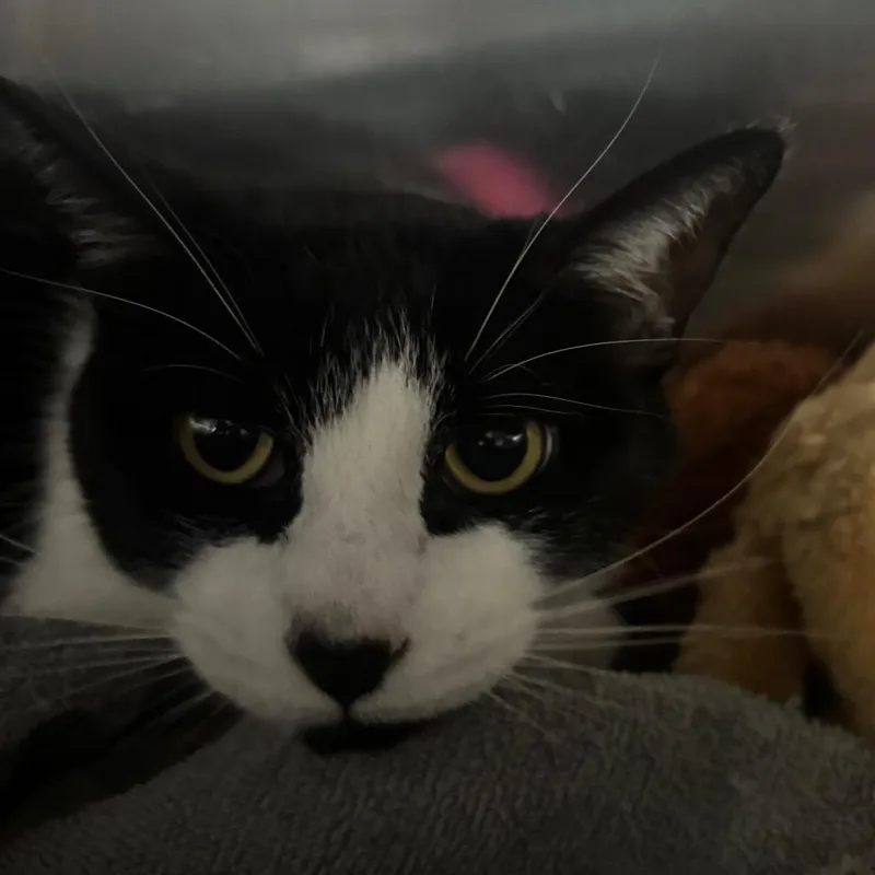 An adult medium-sized female Black Domestic Short Hair cat named Sueki Lee for adoption in Lakeland, FL