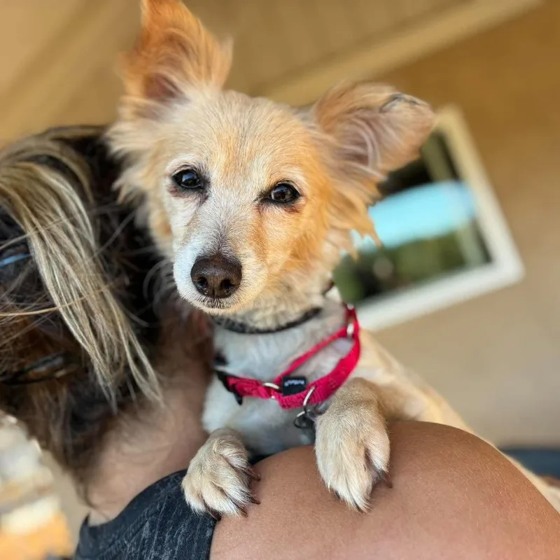 A senior small-sized female Spaniel dog named Autumn for adoption in Ramona, CA