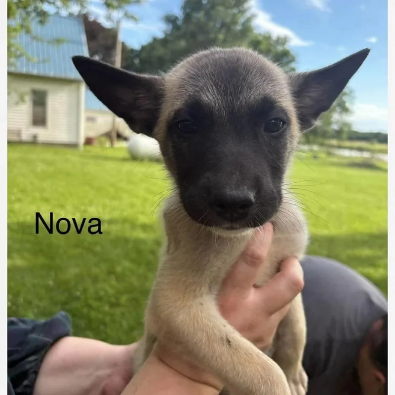 A baby small-sized female Yellow / Tan / Blond / Fawn German Shepherd Dog dog named Nova for adoption in Van Horne, IA