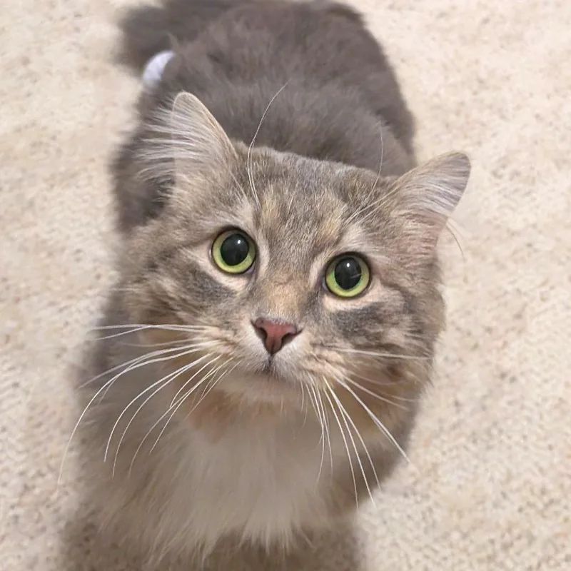 Waffles thumbnail 2