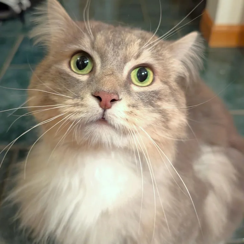 Waffles thumbnail 3