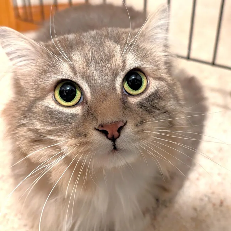 Waffles thumbnail 4