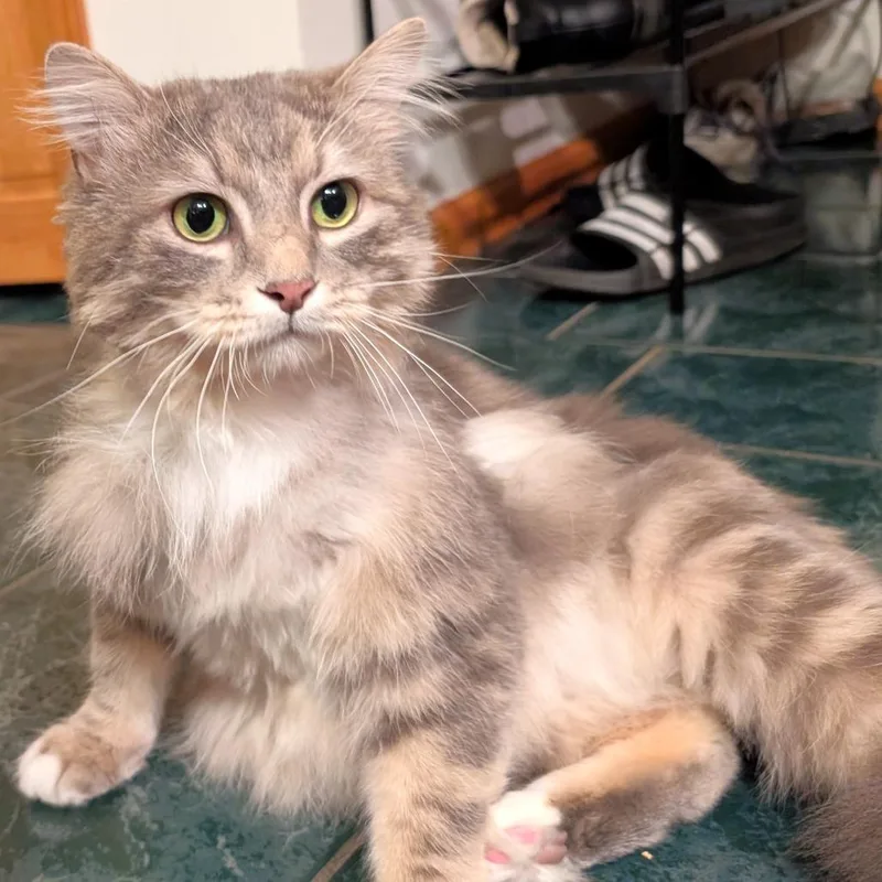 Waffles thumbnail 5