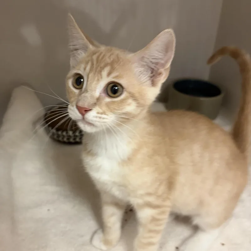 A baby small-sized male Orange / Red Domestic Short Hair cat named Jack for adoption in Redwood City, CA