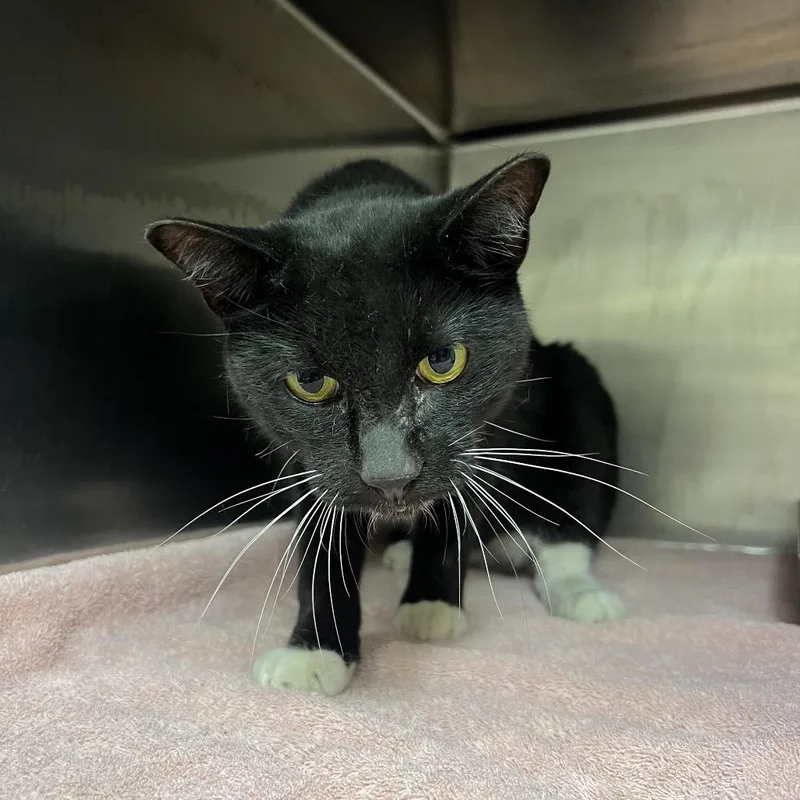 A senior medium-sized male Black Domestic Medium Hair cat named Eddie for adoption in Chattanooga, TN