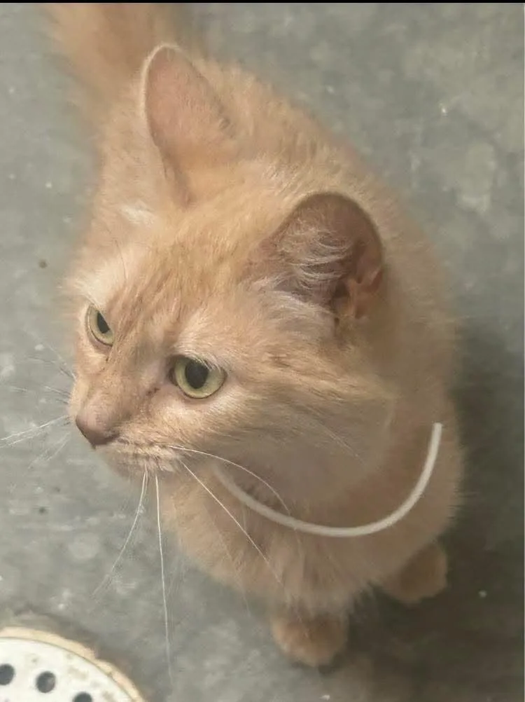 An adult medium-sized female Buff / Tan / Fawn Domestic Long Hair cat named Jersey  Long Hair for adoption in Mitchell, SD