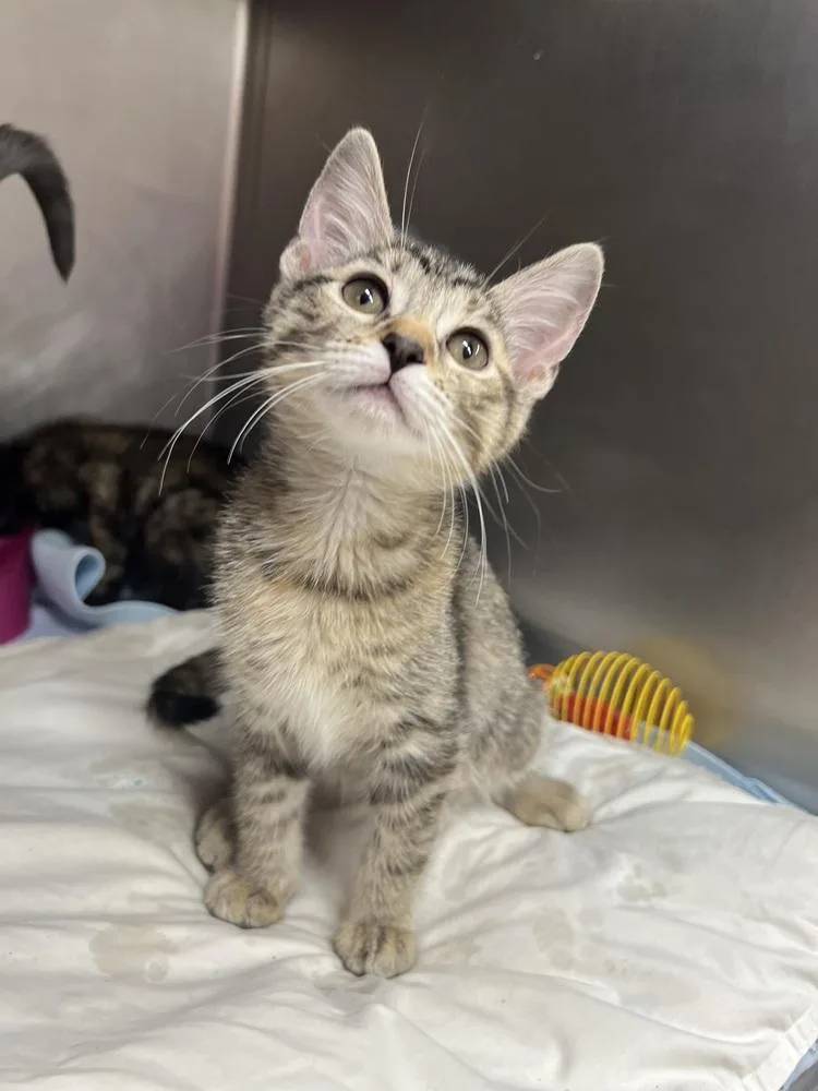 A baby small-sized female Tabby cat named London for adoption in Stockton, CA