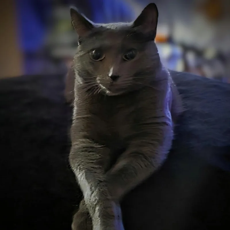 Maximus