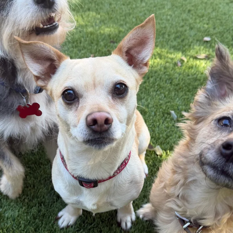 A young small-sized male Chihuahua dog named Cheerio for adoption in Newport Beach, CA