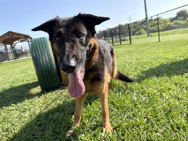 An adult large-sized female German Shepherd Dog dog named Willa for adoption in Winter Haven, FL
