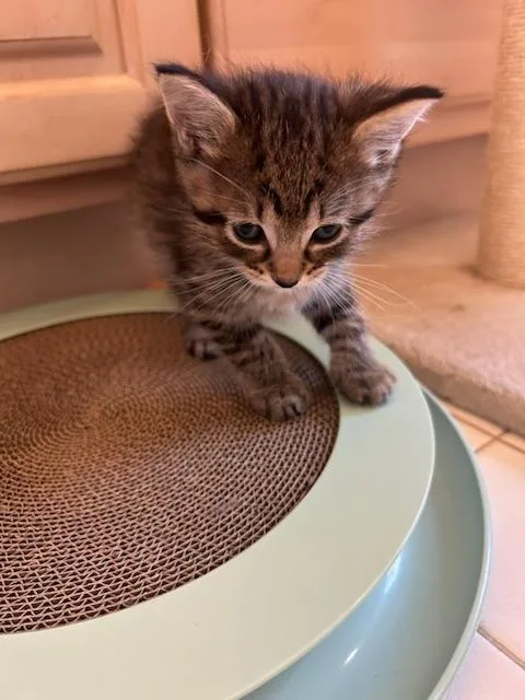 A baby medium-sized male Domestic Short Hair cat named Triscuit for adoption in Cincinnati, OH