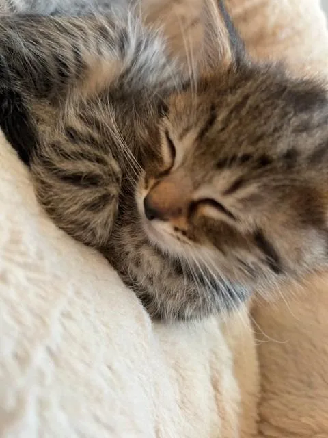 Triscuit thumbnail 2