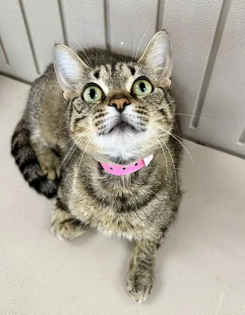 An adult medium-sized female Tabby (Brown / Chocolate) Domestic Short Hair cat named Baa for adoption in Medina, OH
