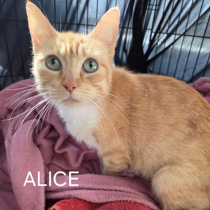 A young medium-sized female Orange / Red Domestic Short Hair cat named Alice for adoption in Long Beach, CA