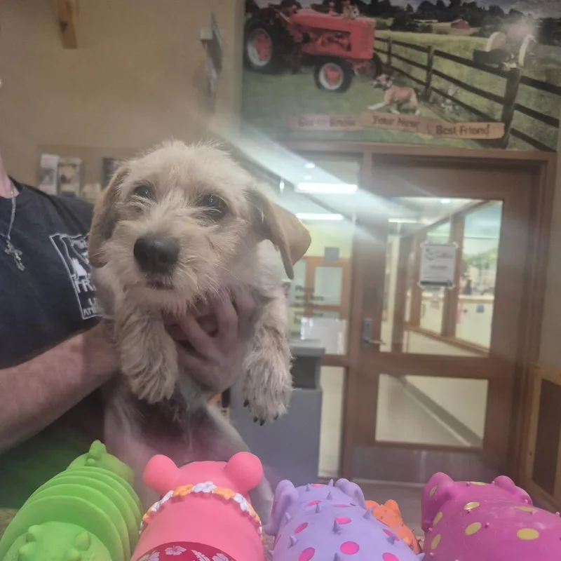 An adult small-sized male Yellow / Tan / Blond / Fawn Terrier dog named Iepastray for adoption in Upland, CA