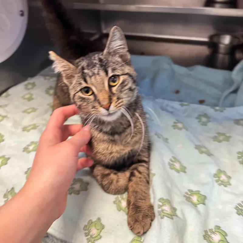 An adult medium-sized male Brown / Chocolate Domestic Short Hair cat named Roberto for adoption in Bristol, IN