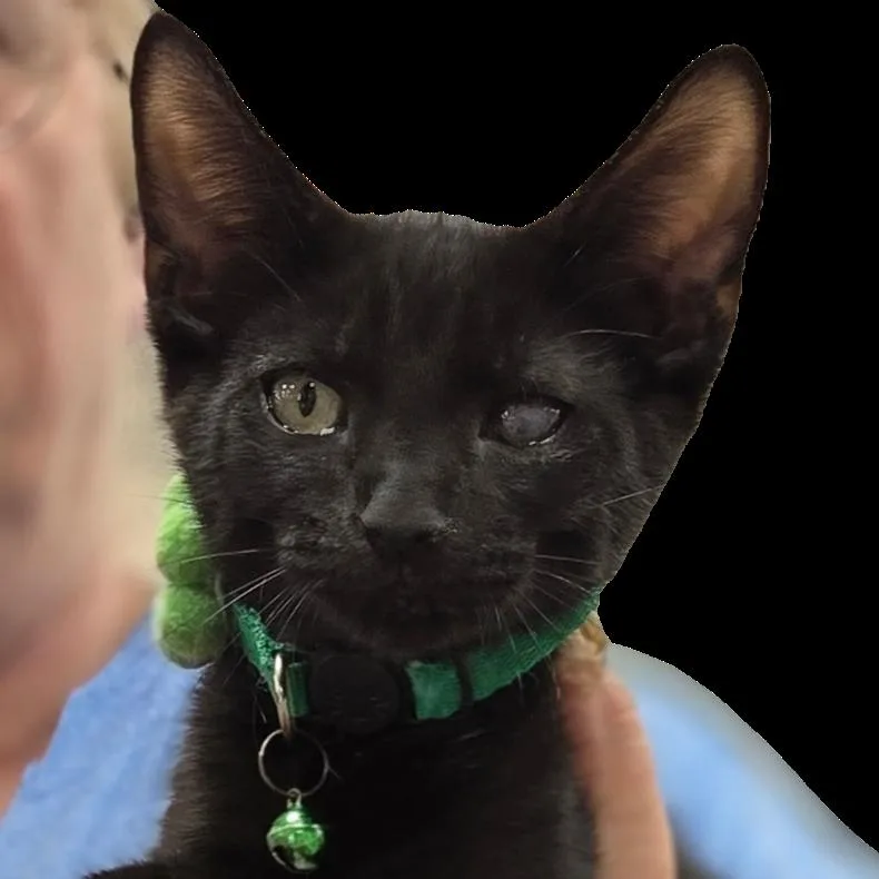 A young small-sized male Black Domestic Short Hair cat named Luke for adoption in Philadelphia, PA