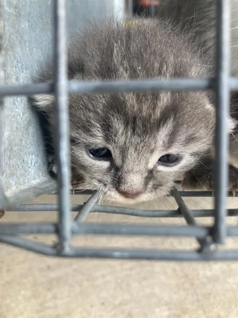 A baby small-sized female Domestic Short Hair cat named Leila for adoption in Dallas, TX