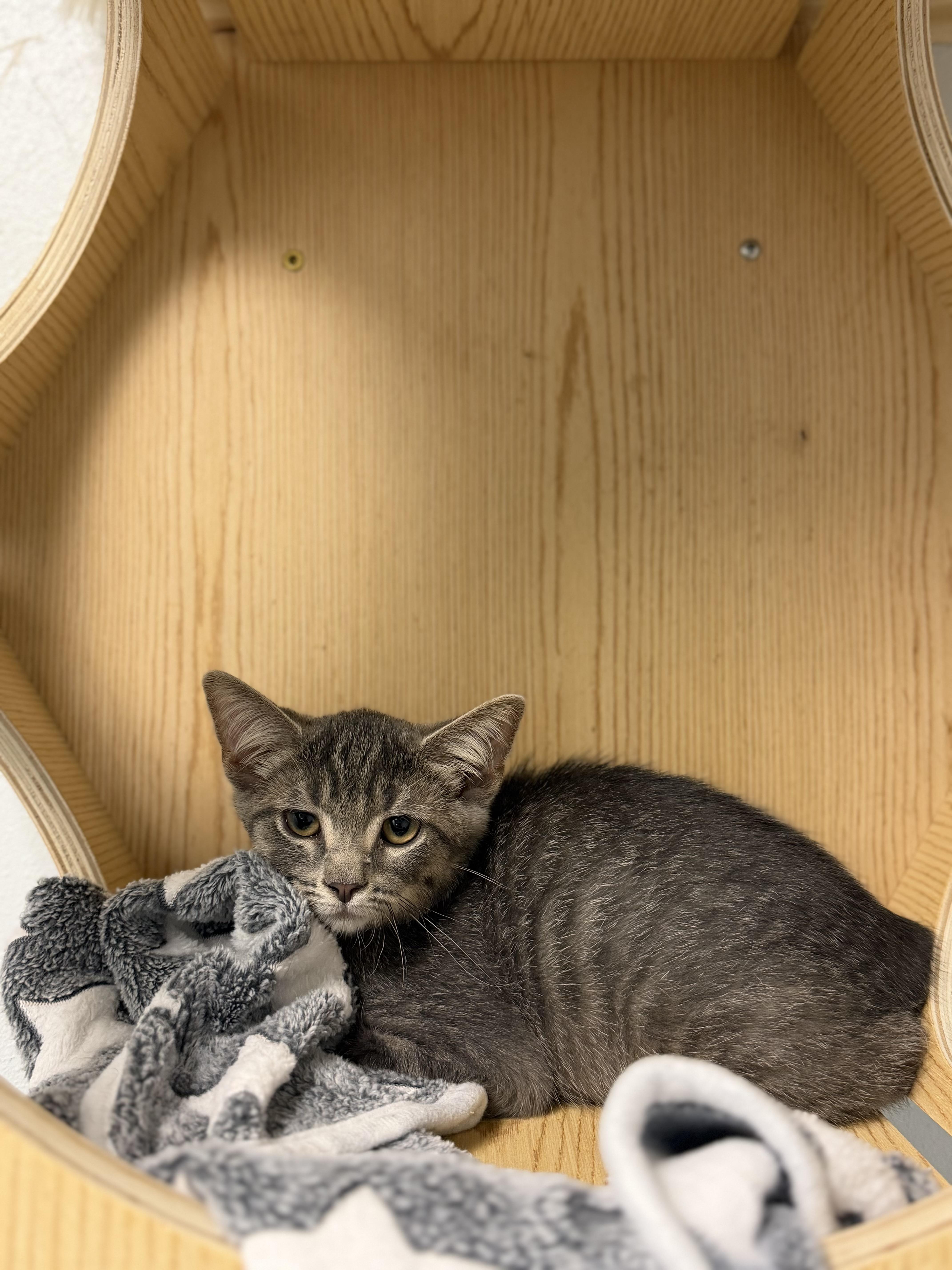 A baby medium-sized male Tabby (Gray / Blue / Silver) Domestic Short Hair cat named Pepperoni for adoption in Dodgeville, WI