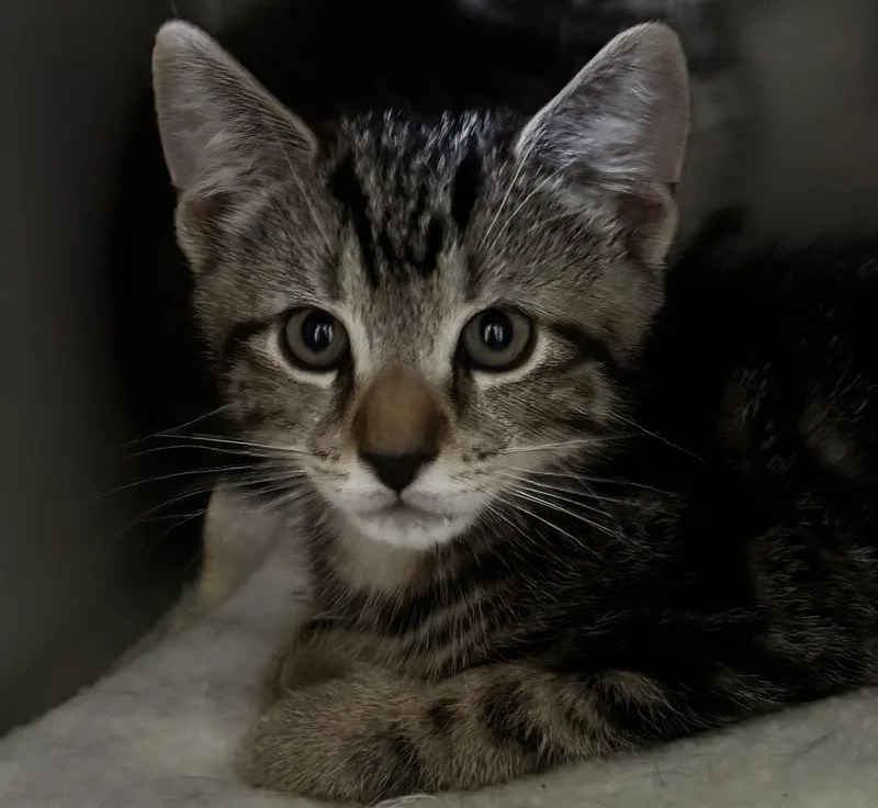 A baby medium-sized male Domestic Short Hair cat named Maxim for adoption in Honesdale, PA