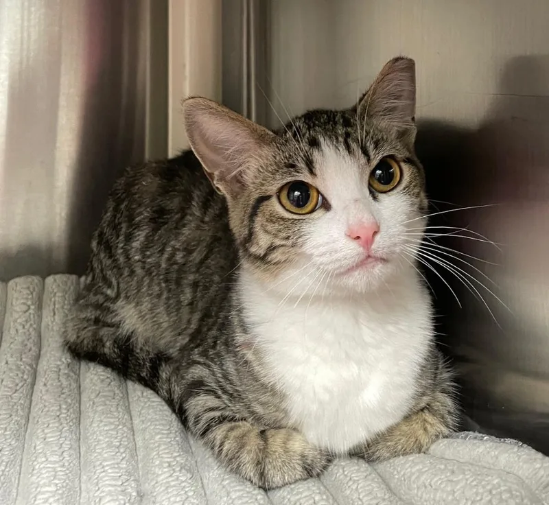 A young medium-sized male Domestic Short Hair cat named Sunnie for adoption in Chico, CA