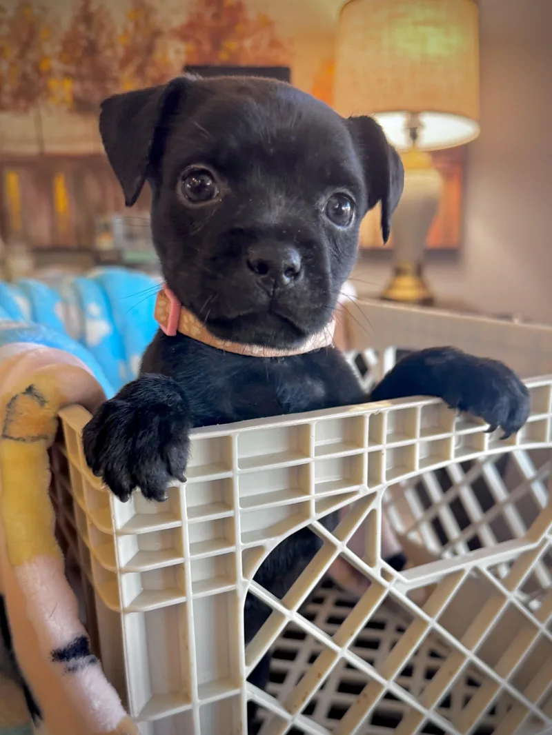 Dora  Dresden Dog thumbnail 2