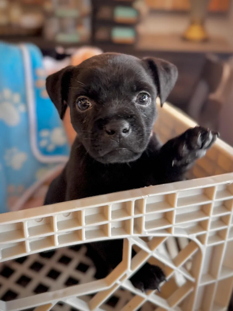 Dora  Dresden Dog thumbnail 3