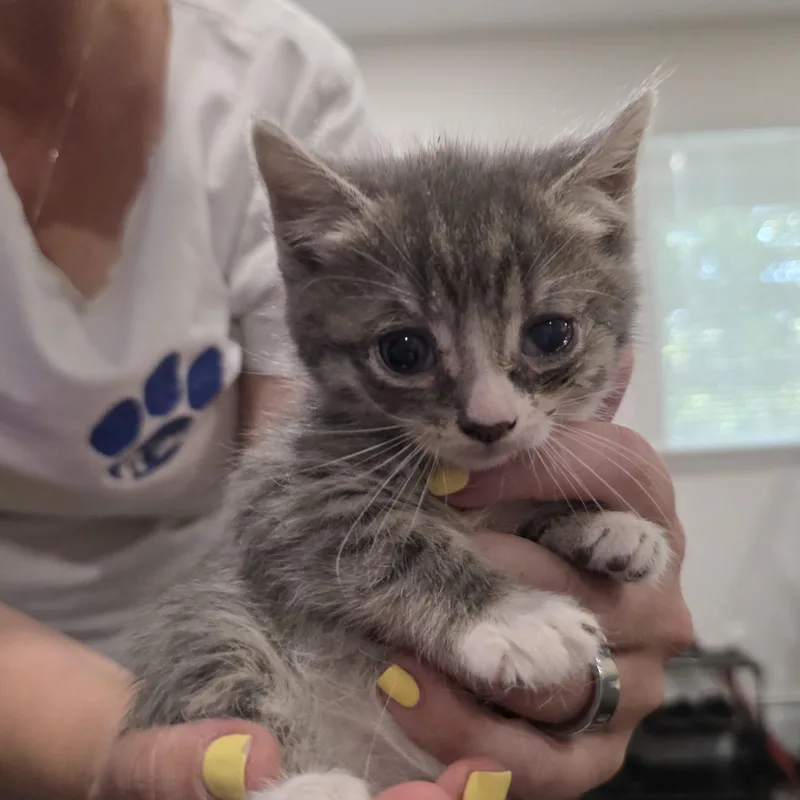A baby medium-sized female Gray / Blue / Silver Domestic Short Hair cat named Elsa for adoption in Moriches, NY