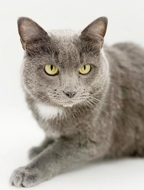 An adult medium-sized male Gray / Blue / Silver Russian Blue cat named Ash!  Bff To for adoption in Bedford Hills, NY