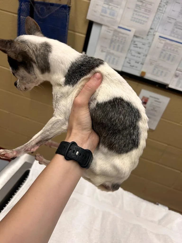A senior small-sized female Chihuahua dog named Gertrud for adoption in Douglasville, GA