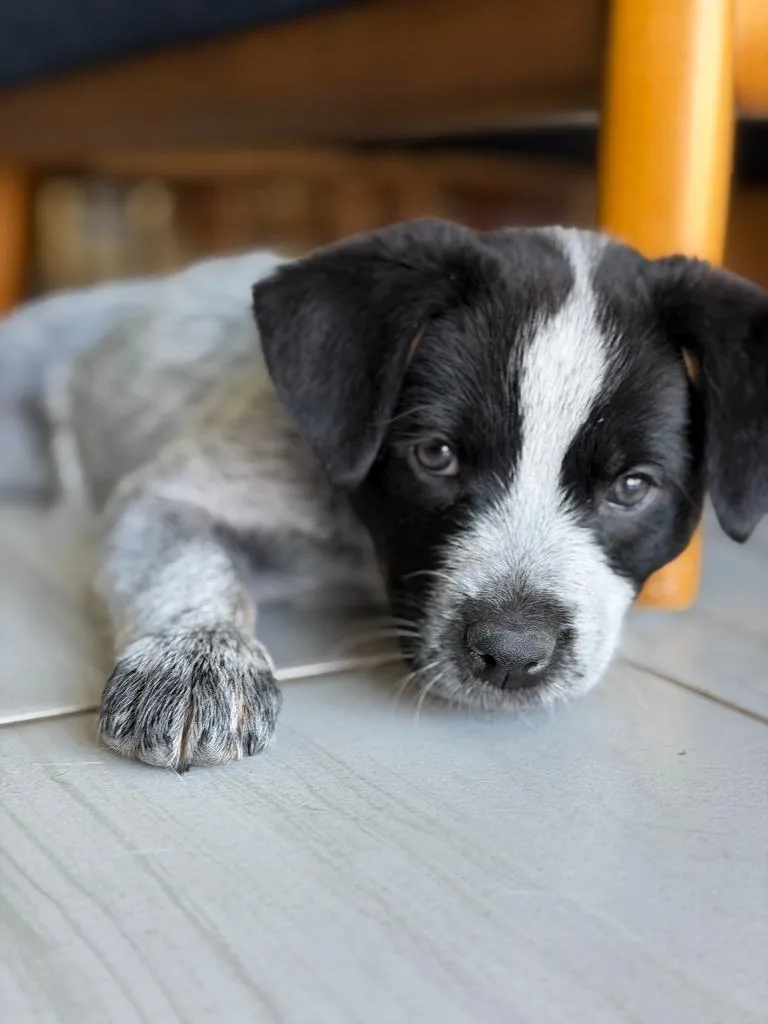 A baby medium-sized female Australian Cattle Dog / Blue Heeler dog named Cowhand for adoption in Phoenix, AZ